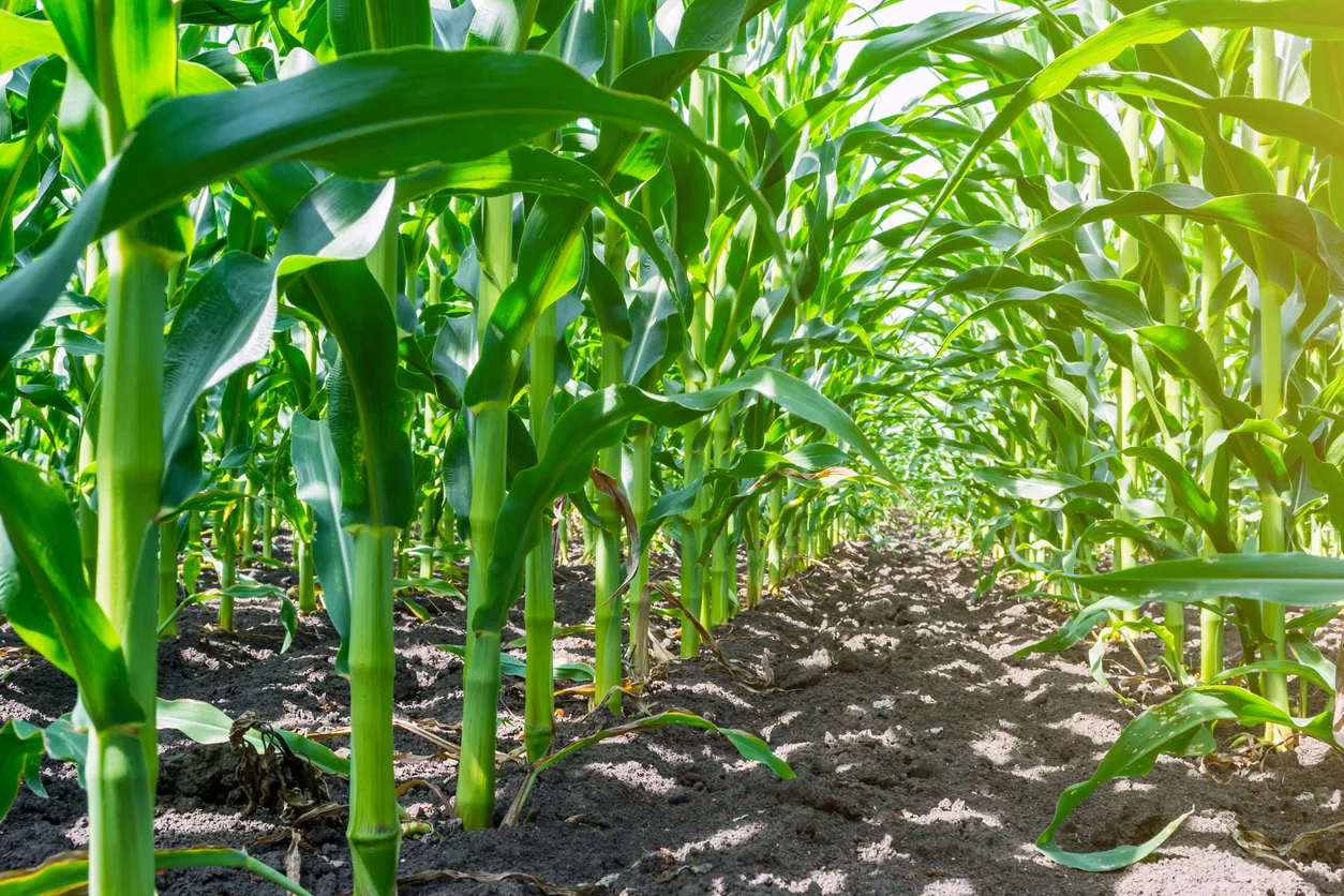 aplicación de zeolita en parcela de un cliente agrícola