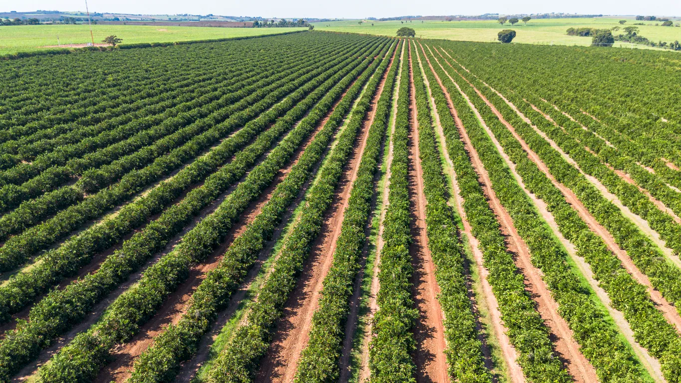 aplicación de zeolita en parcela de cliente agrícola