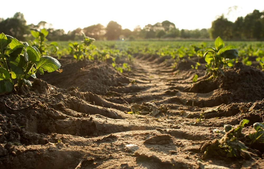 aplicación de zeolita en campo agrícola